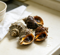 Steamed Sea Snails